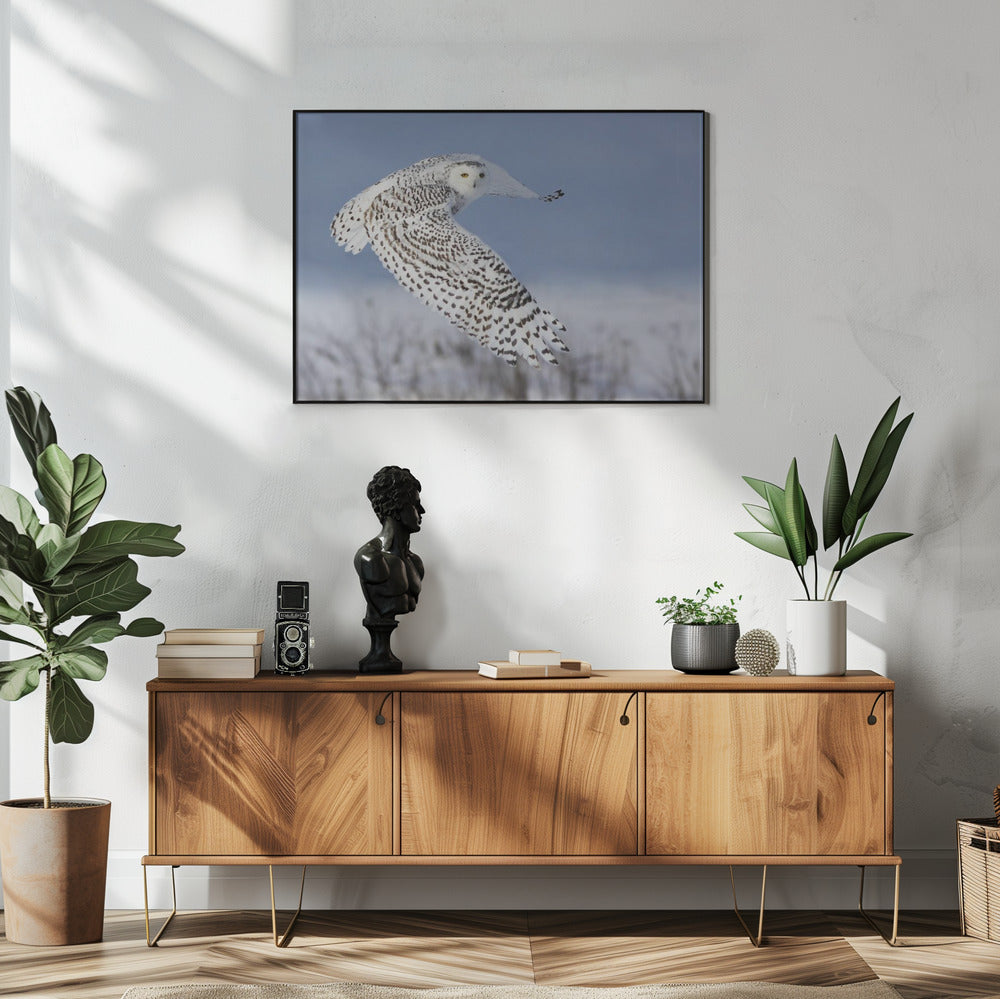 Sneeuwuil | Poster