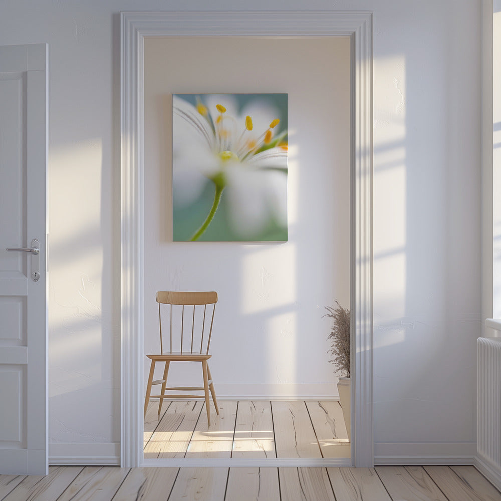Stitchwort-verrassing | Canvas