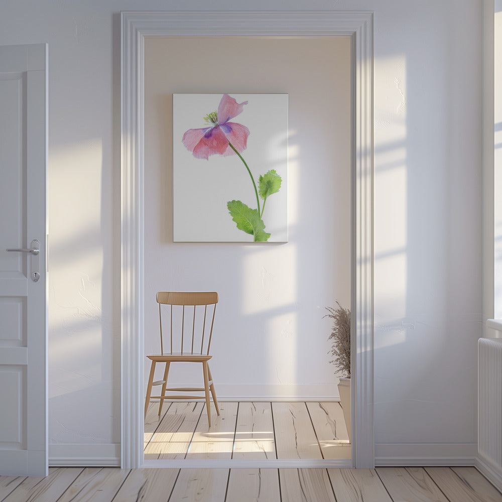 Klaproos | Canvas