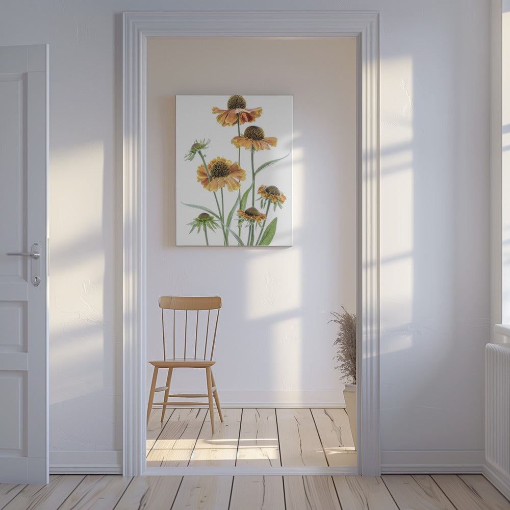 Helenium | Canvas