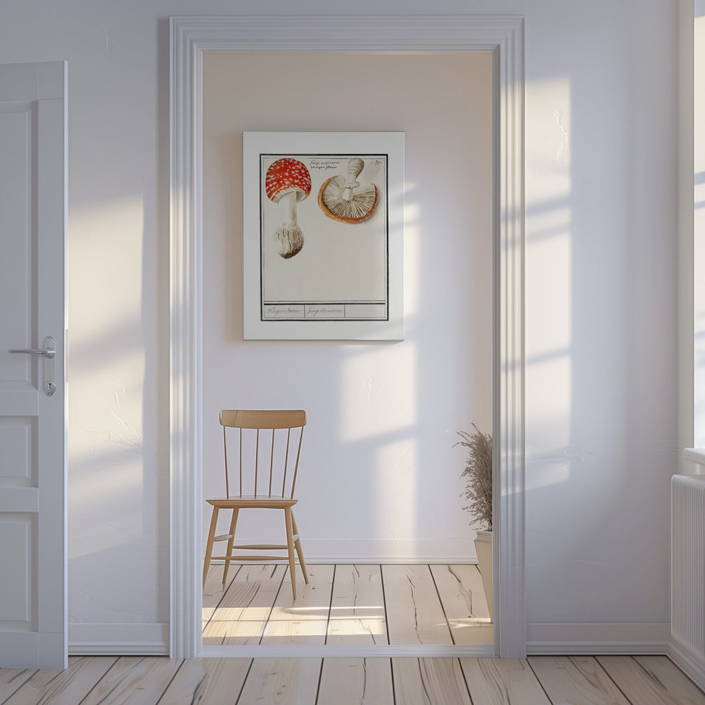 Vliegenzwam, Amanita Muscaria | Canvas