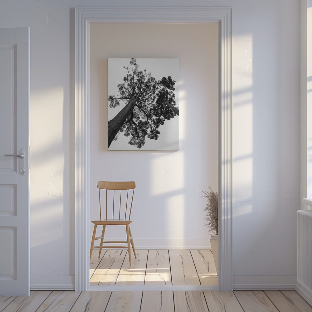 Torenhoge dennen | Canvas