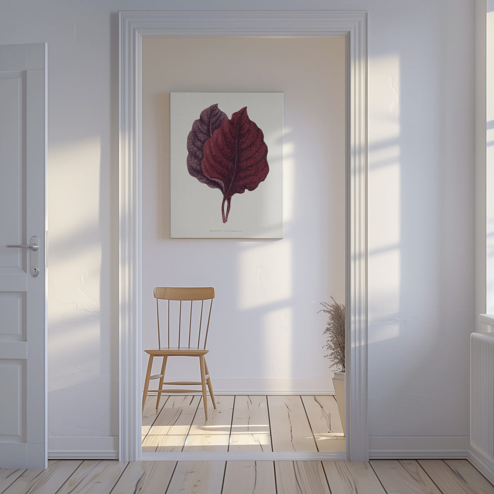 Roze Amarantblad Illustratie | Canvas