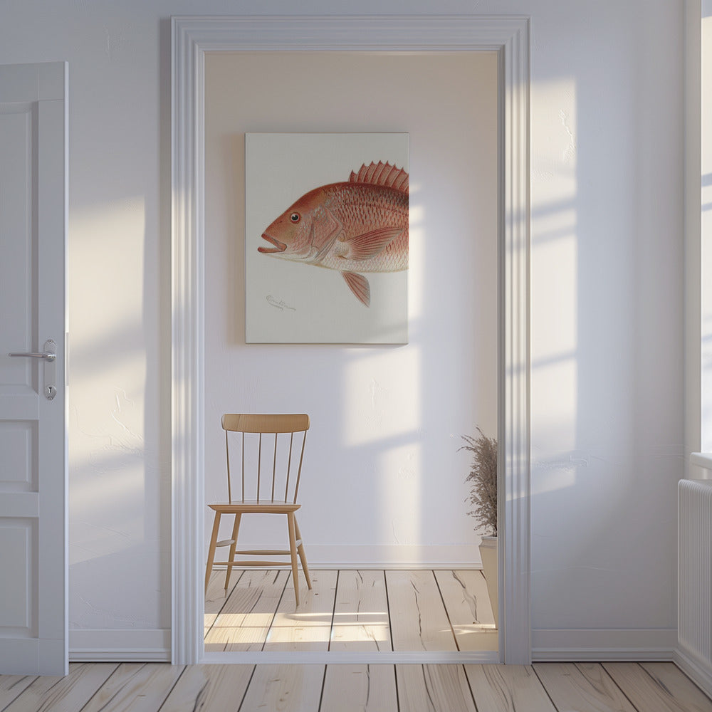 Rode Snapper | Canvas