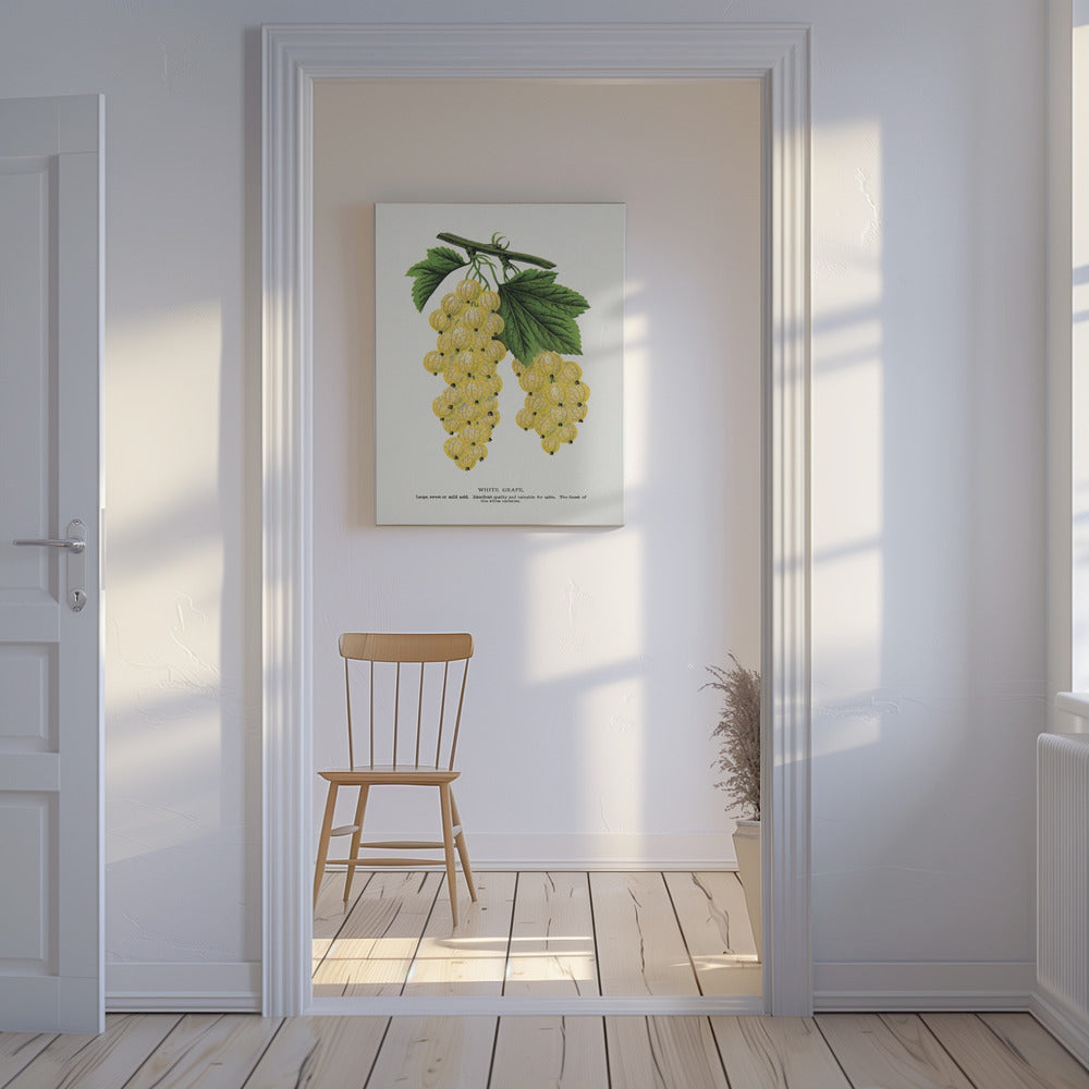 Witte druivenlitho | Canvas