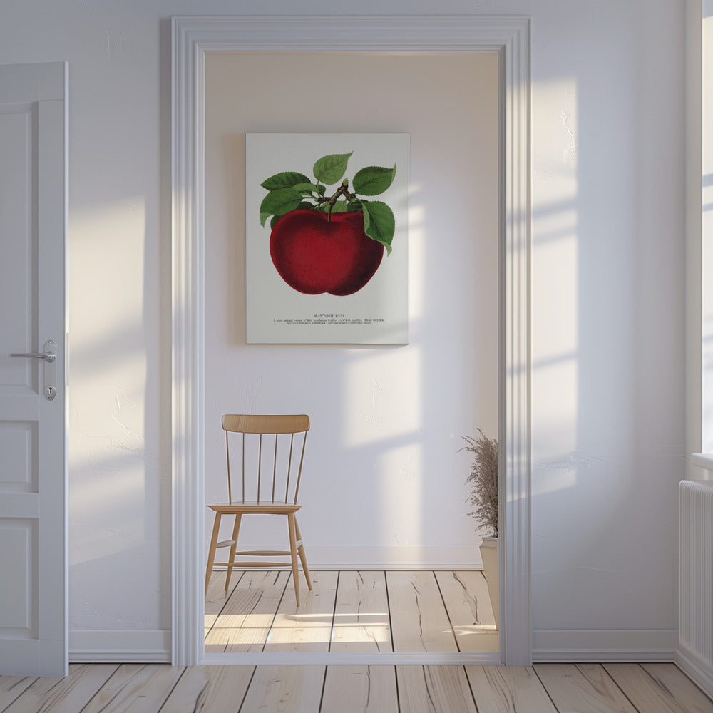 Mcintosh Red Apple Lithografie | Canvas