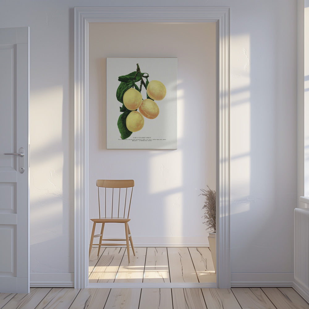 Coe's Golden Drop Plum Lithografie | Canvas