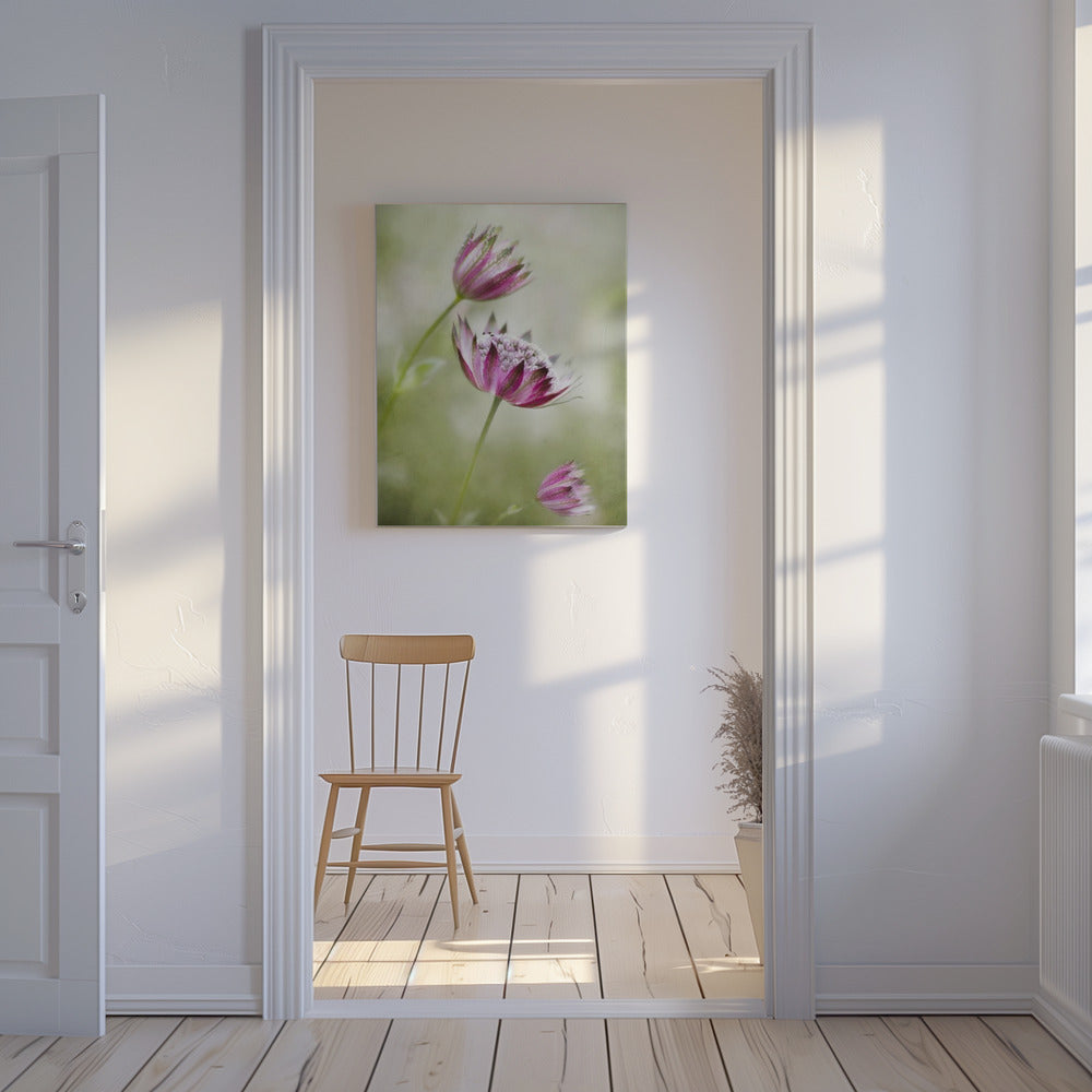 Astrantia | Canvas