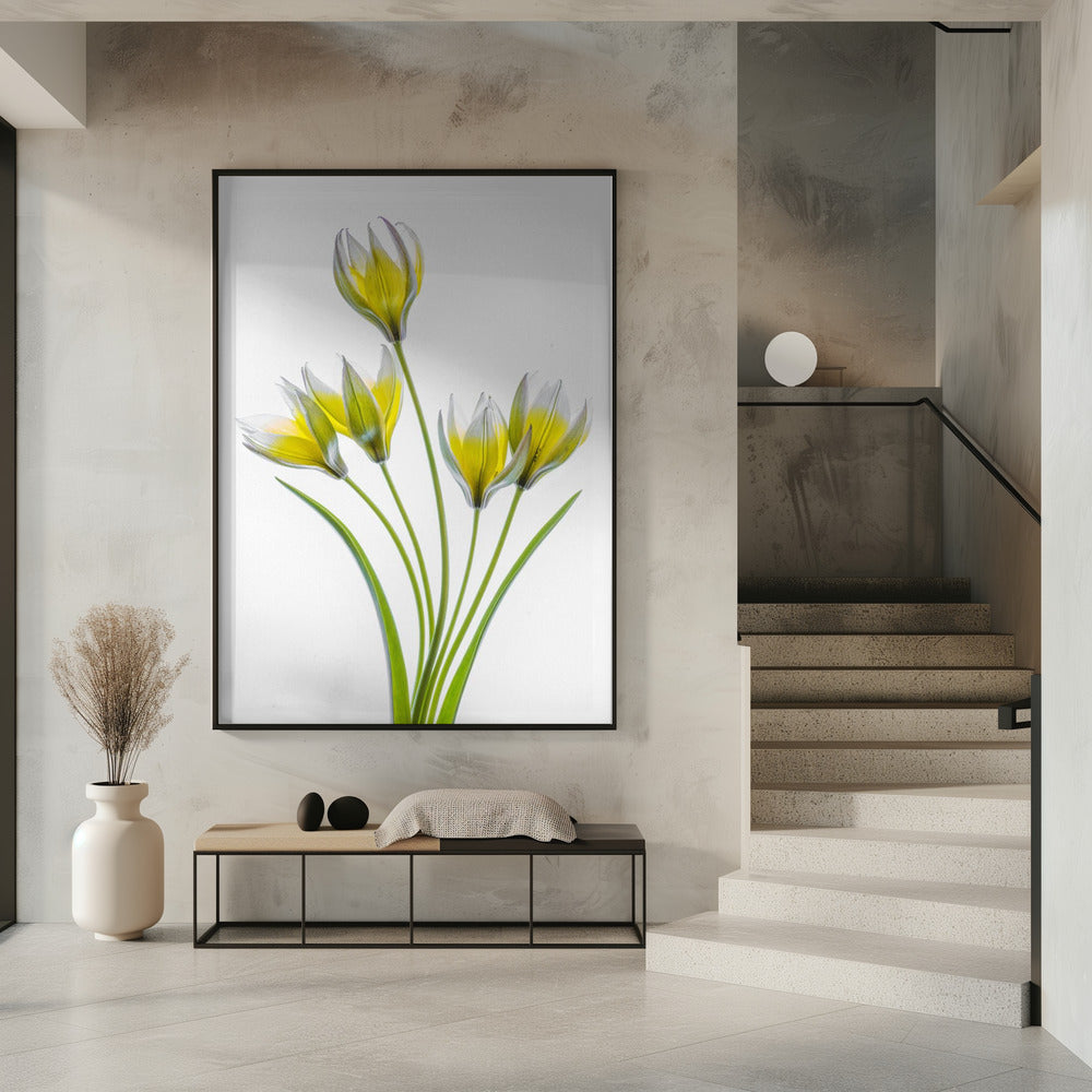 Tulp | Poster