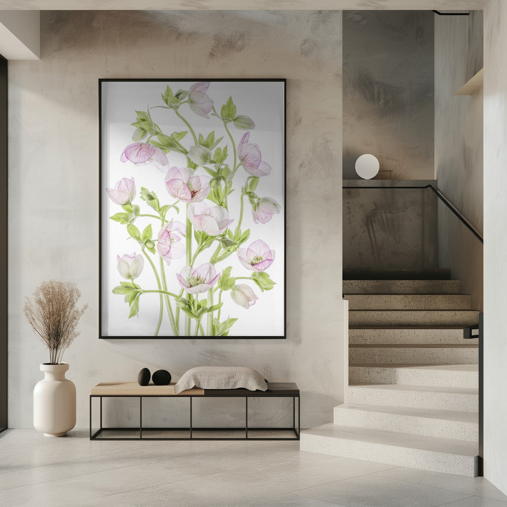 Helleborus | Poster