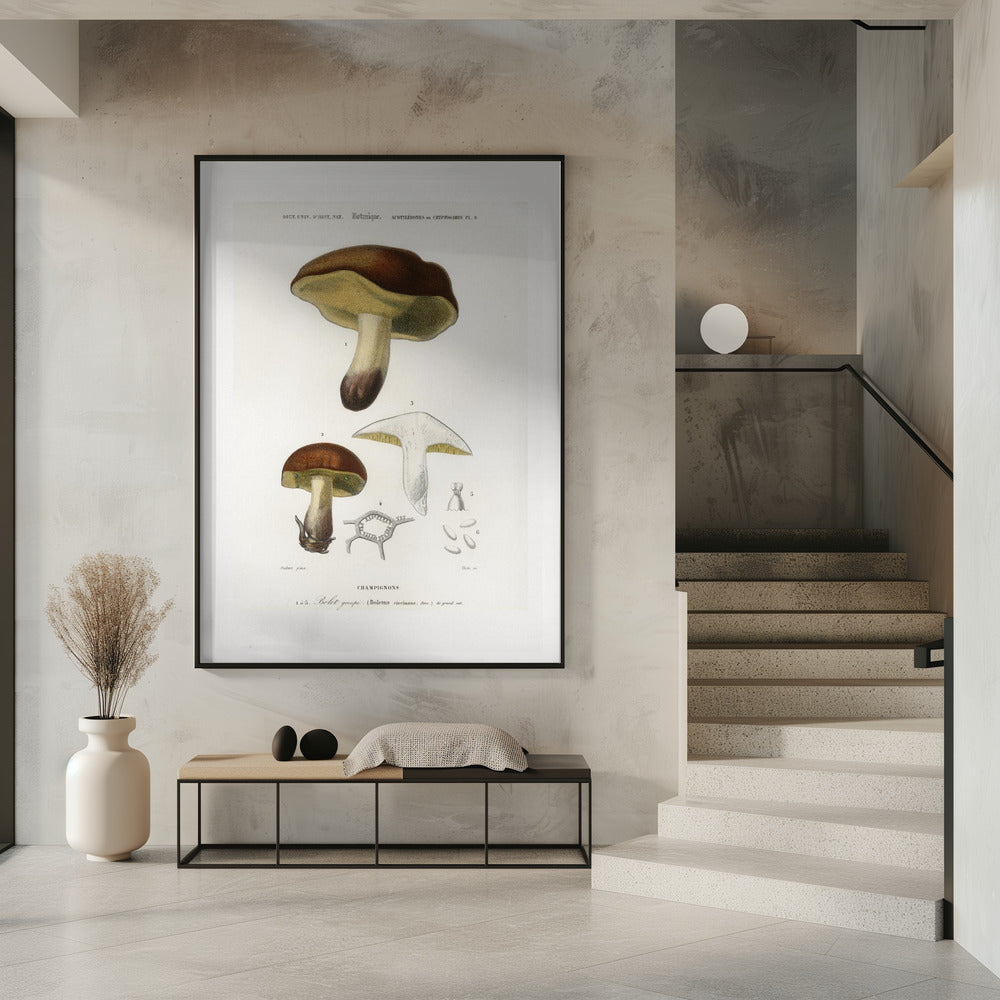 Paddenstoel (boletus Circinans) | Poster