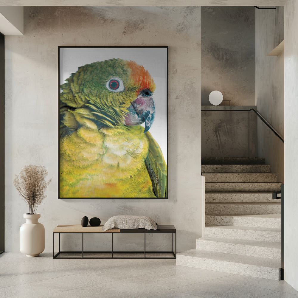 Vibrant Parrot Glance | Poster