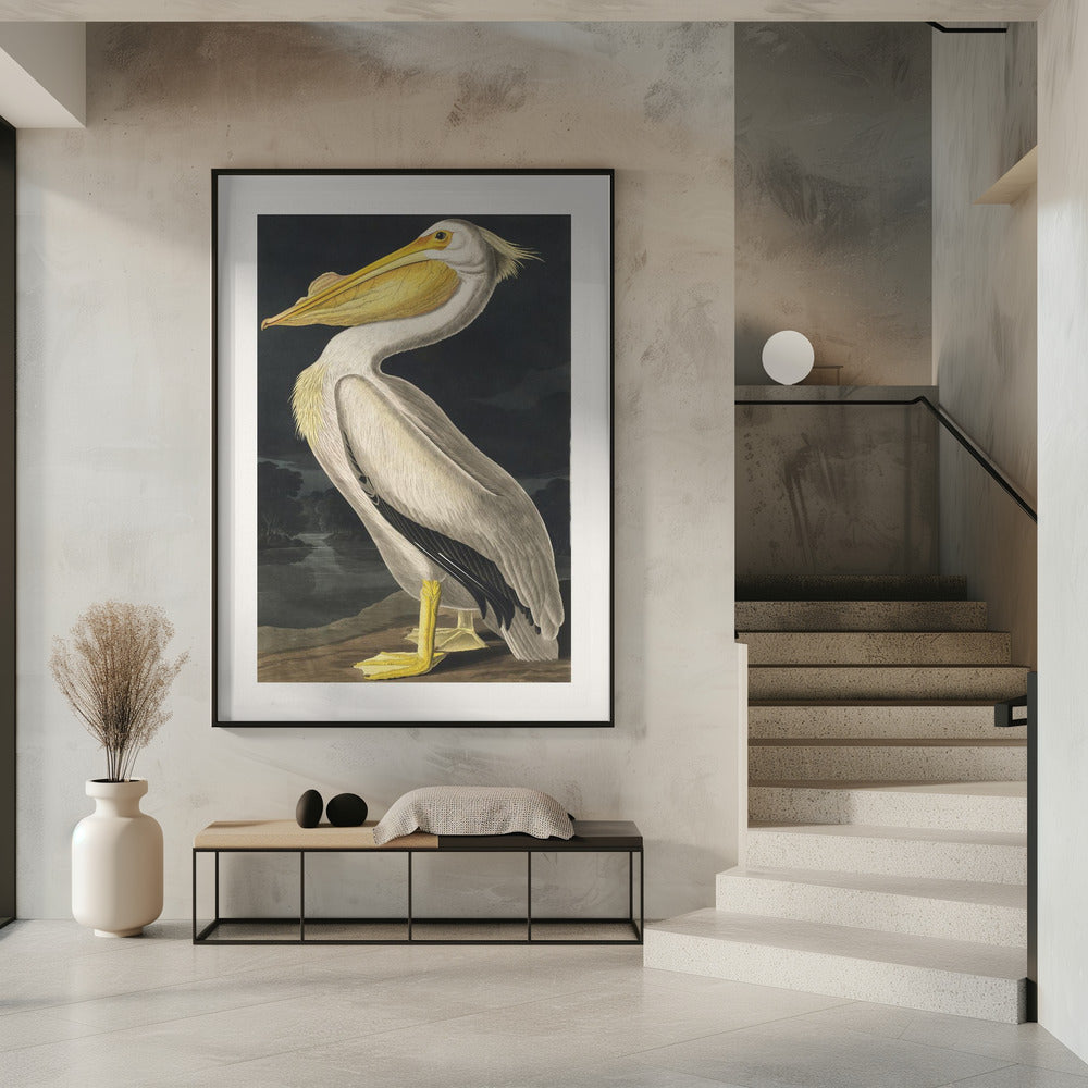 Amerikaanse witte pelikaan uit Birds of America (1827) | Poster
