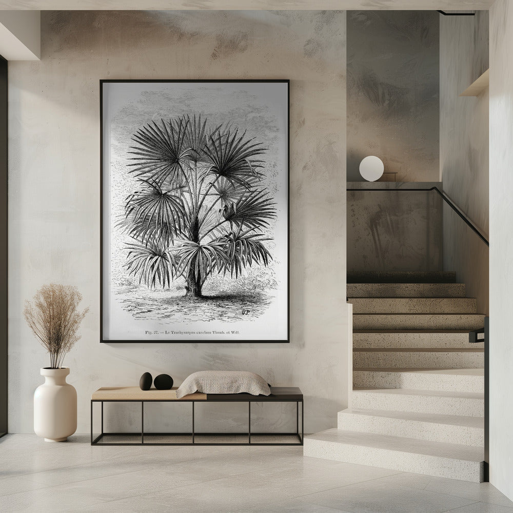 Vintage palmboom tekening Xi | Poster