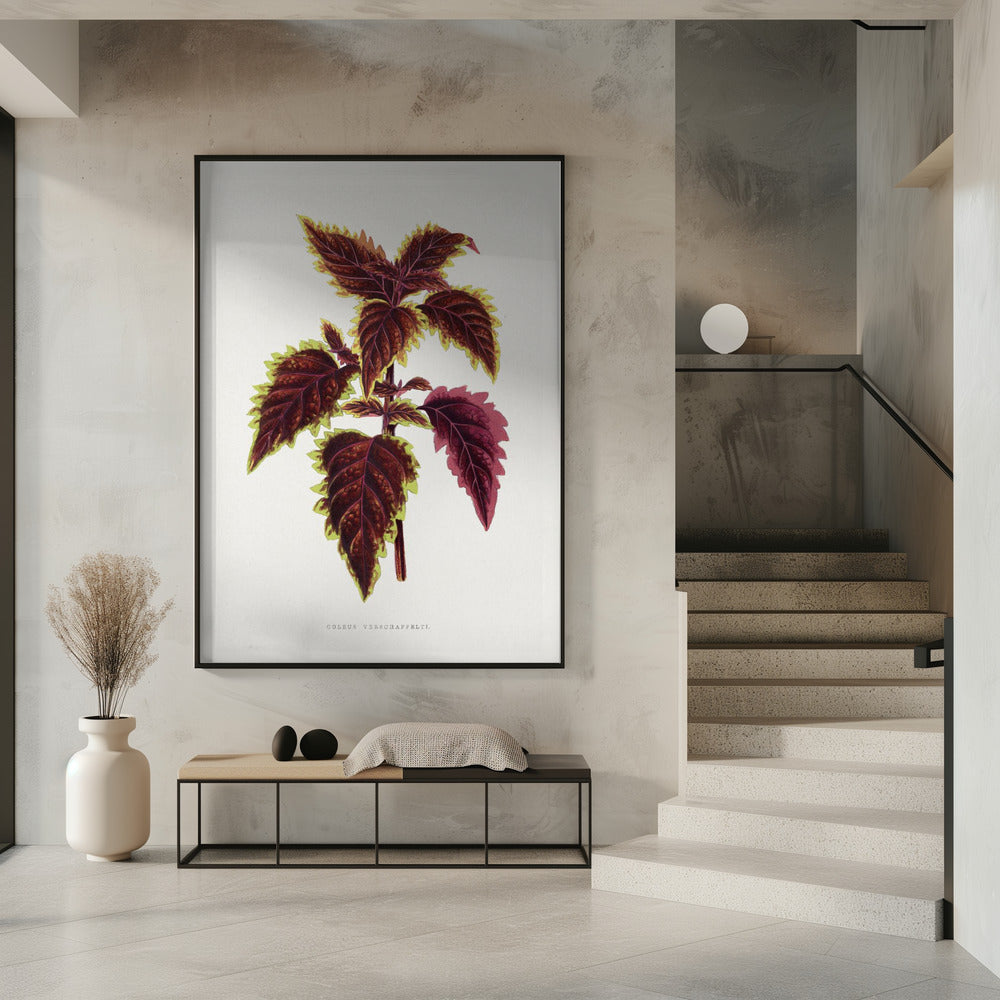 Pink Coleus Leaf Illustration | Poster