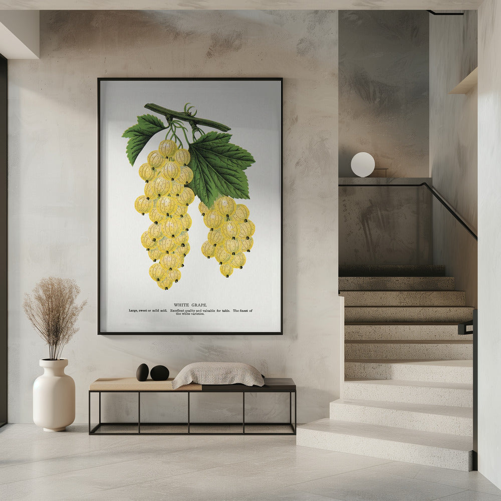 Witte druivenlithografie | Poster