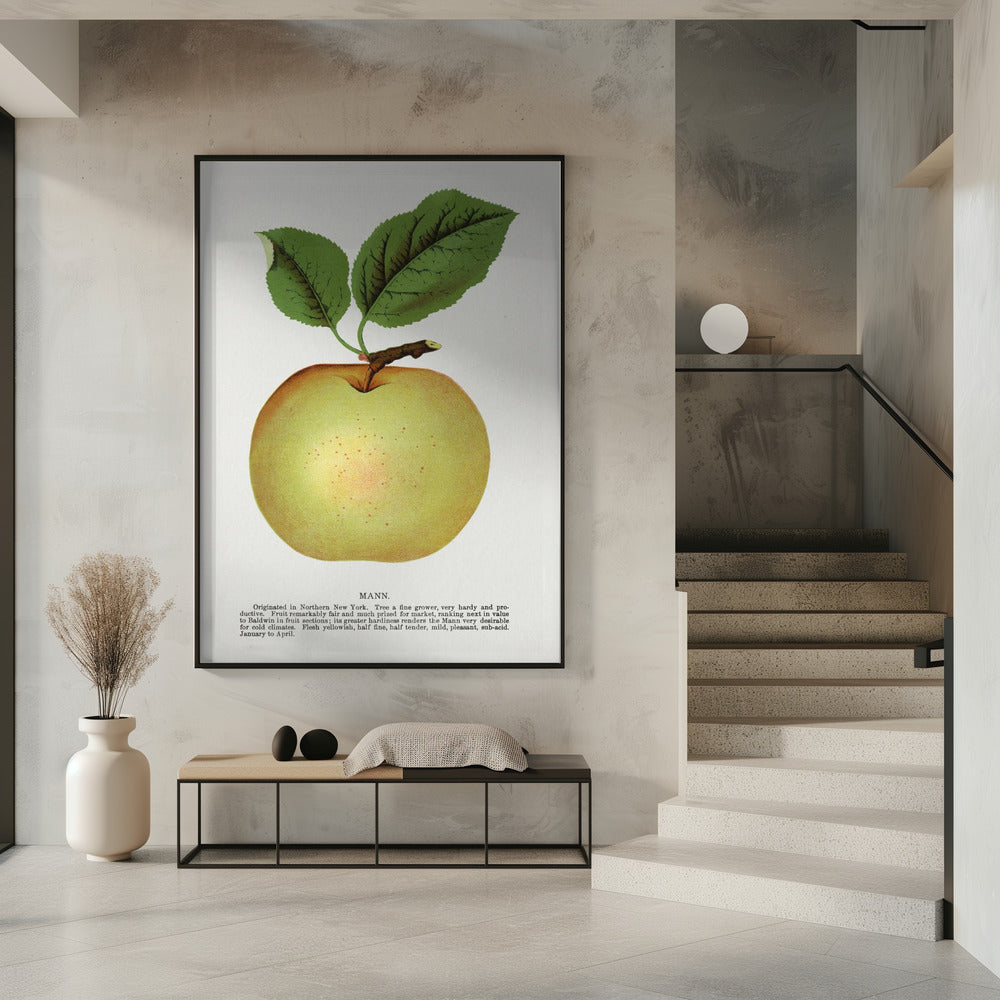 Mann Appellithografie | Poster