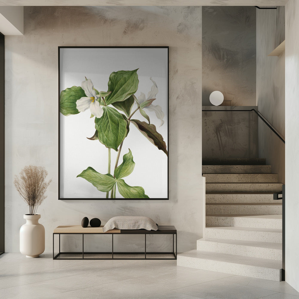 Grote witte trillium | Poster