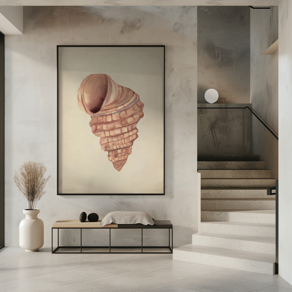 Roze schelpen | Poster