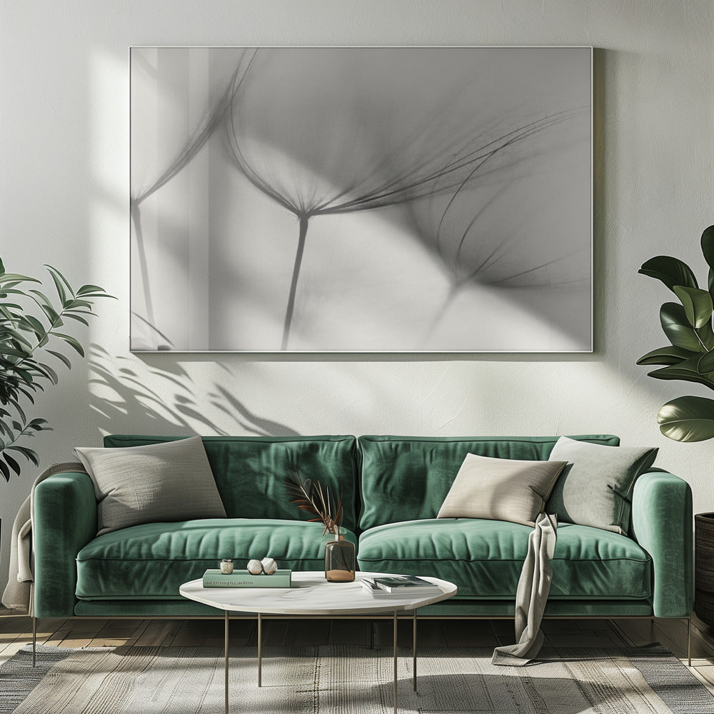 Tragopogon | Canvas