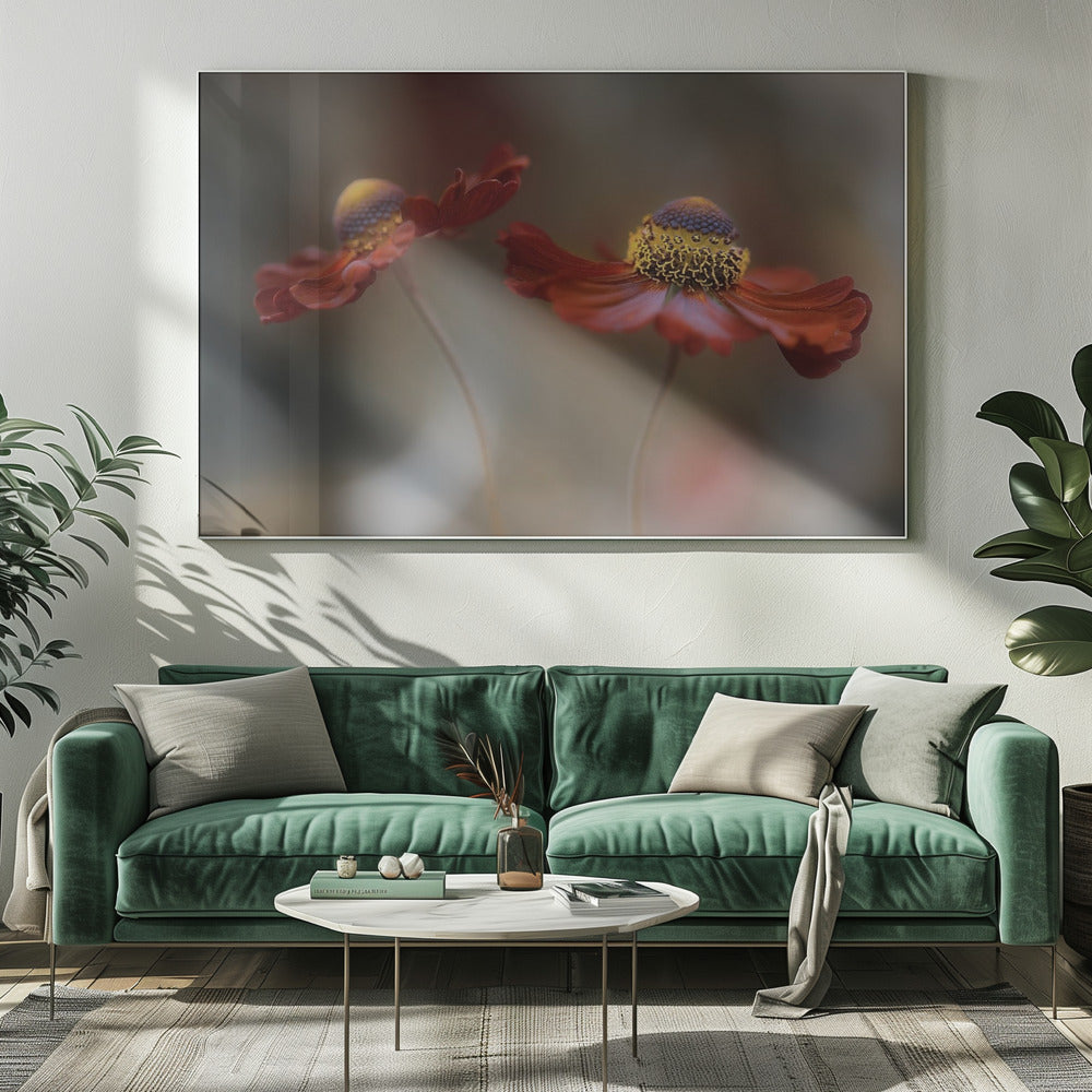 Helenium dans | Canvas