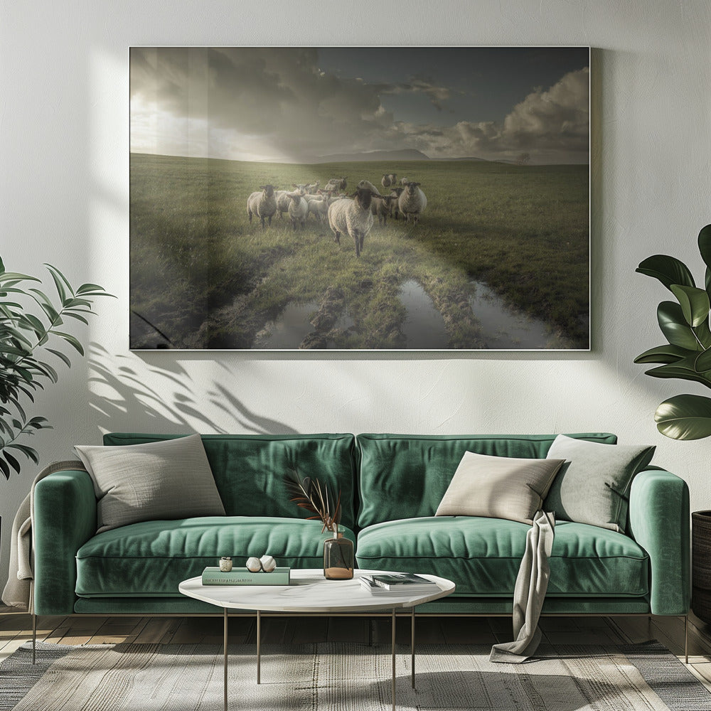 Schapen | Canvas