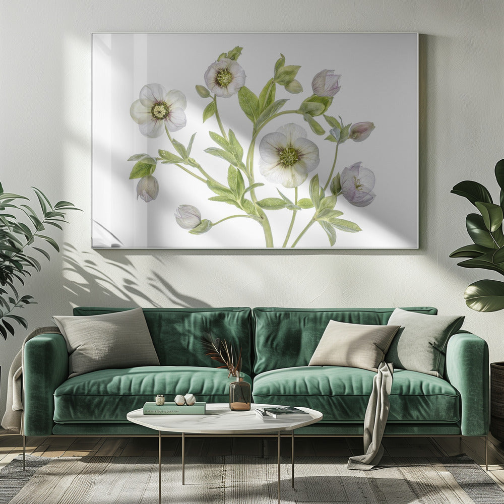 Helleborus | Canvas