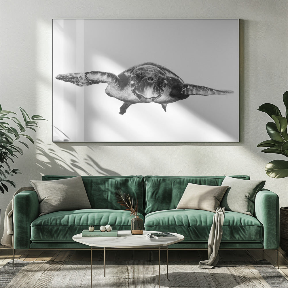 Wit en schildpad | Canvas
