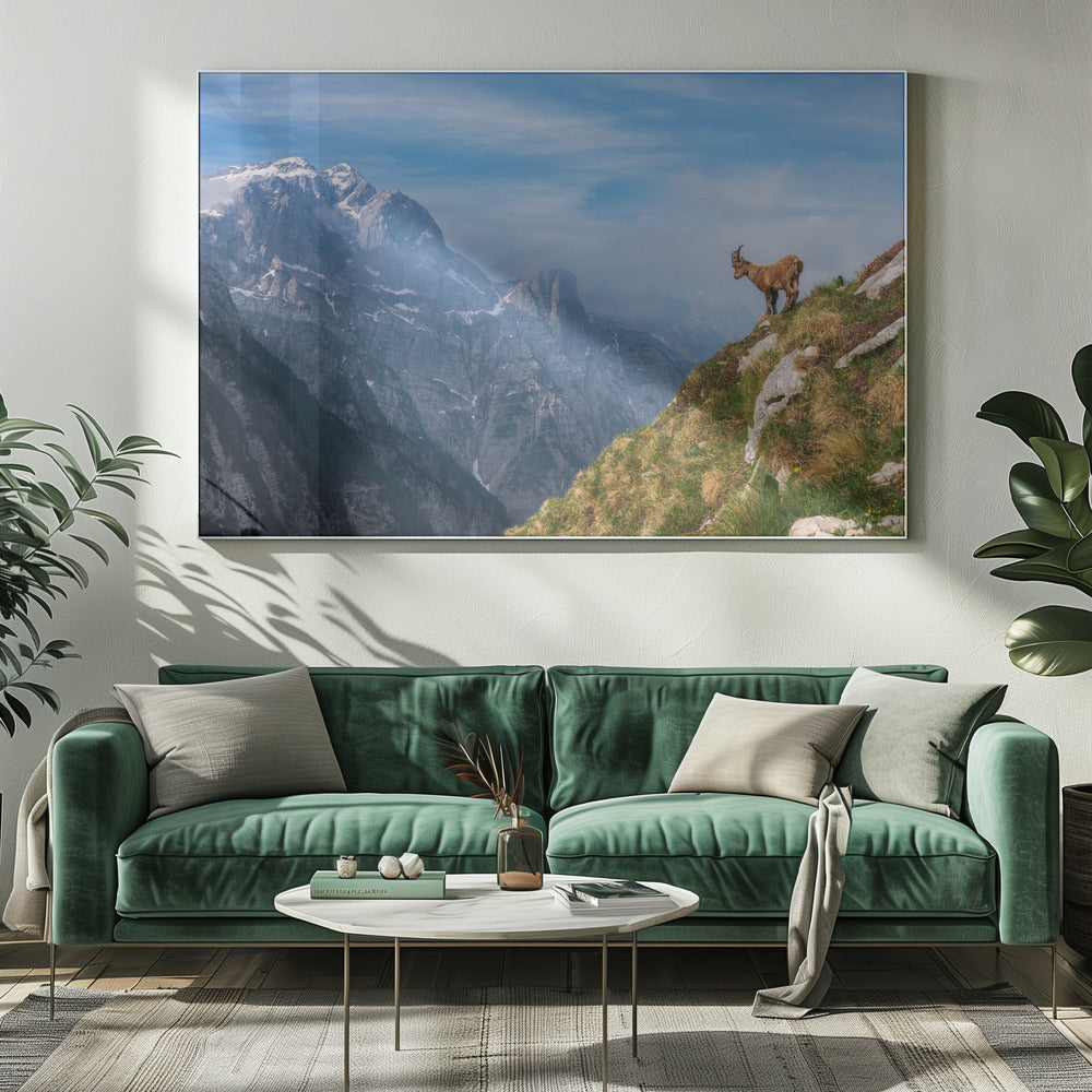 Alpensteenbok in de bergen | Canvas