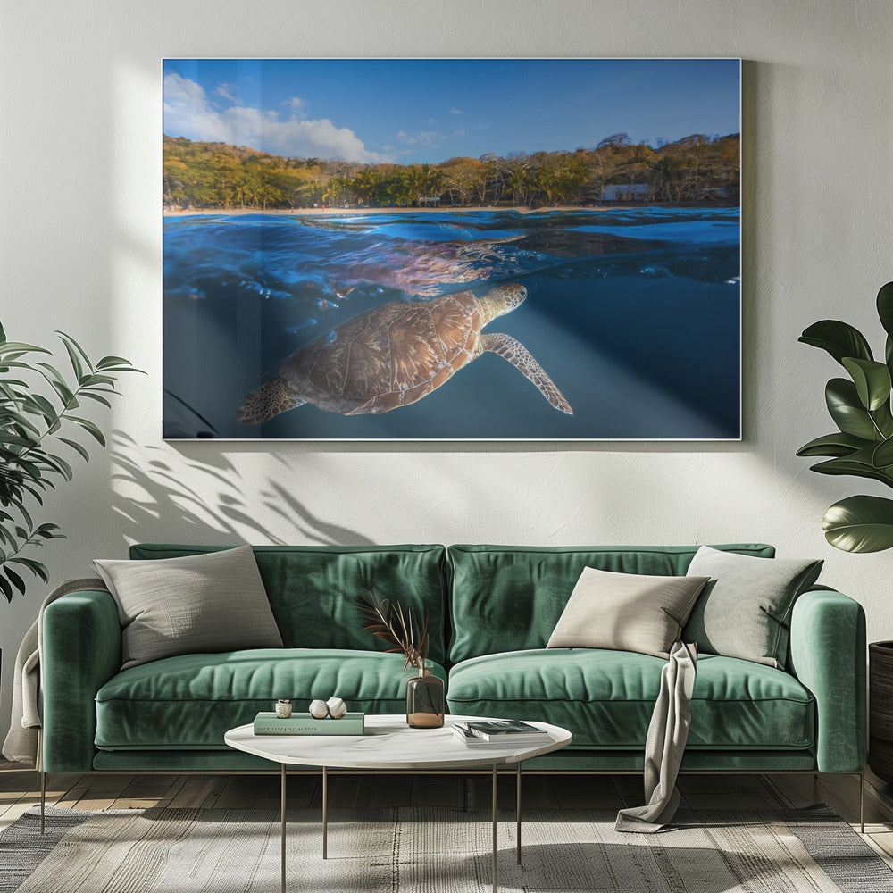 Groene schildpad - Zeeschildpad | Canvas