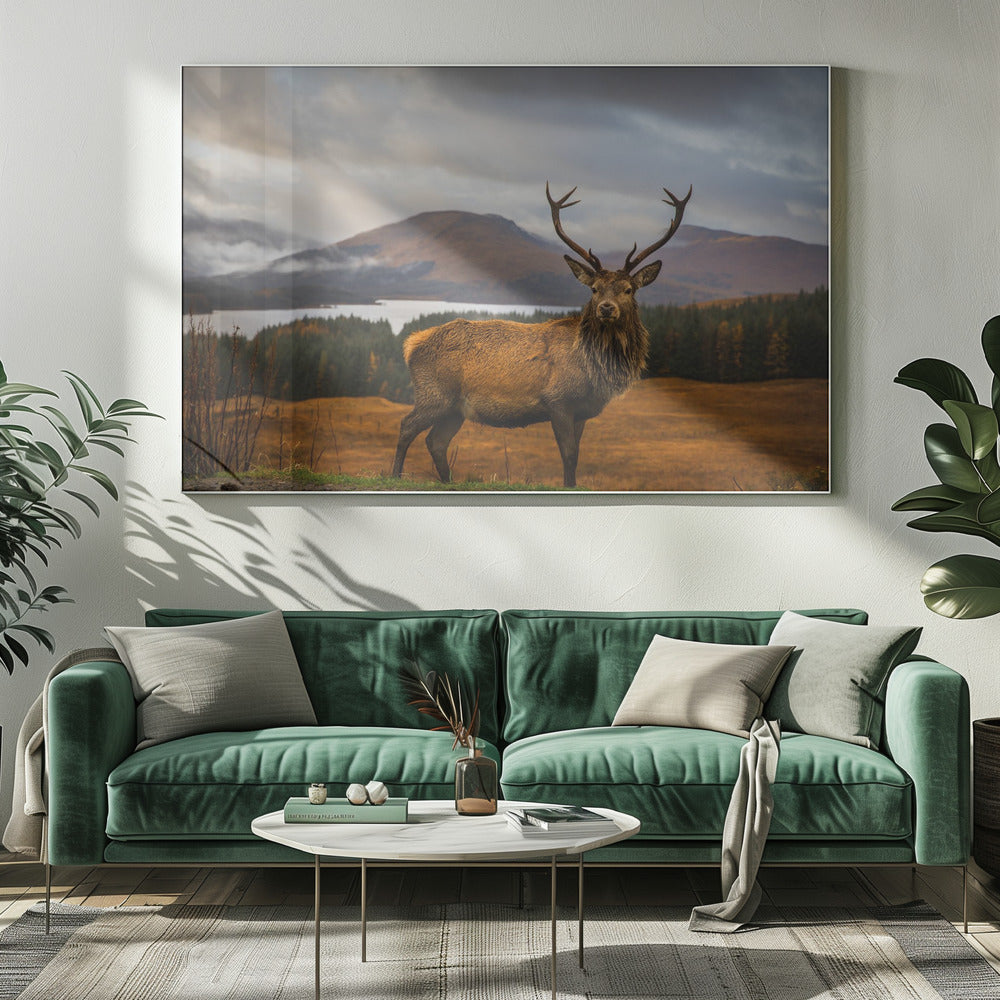 Schots hert | Canvas