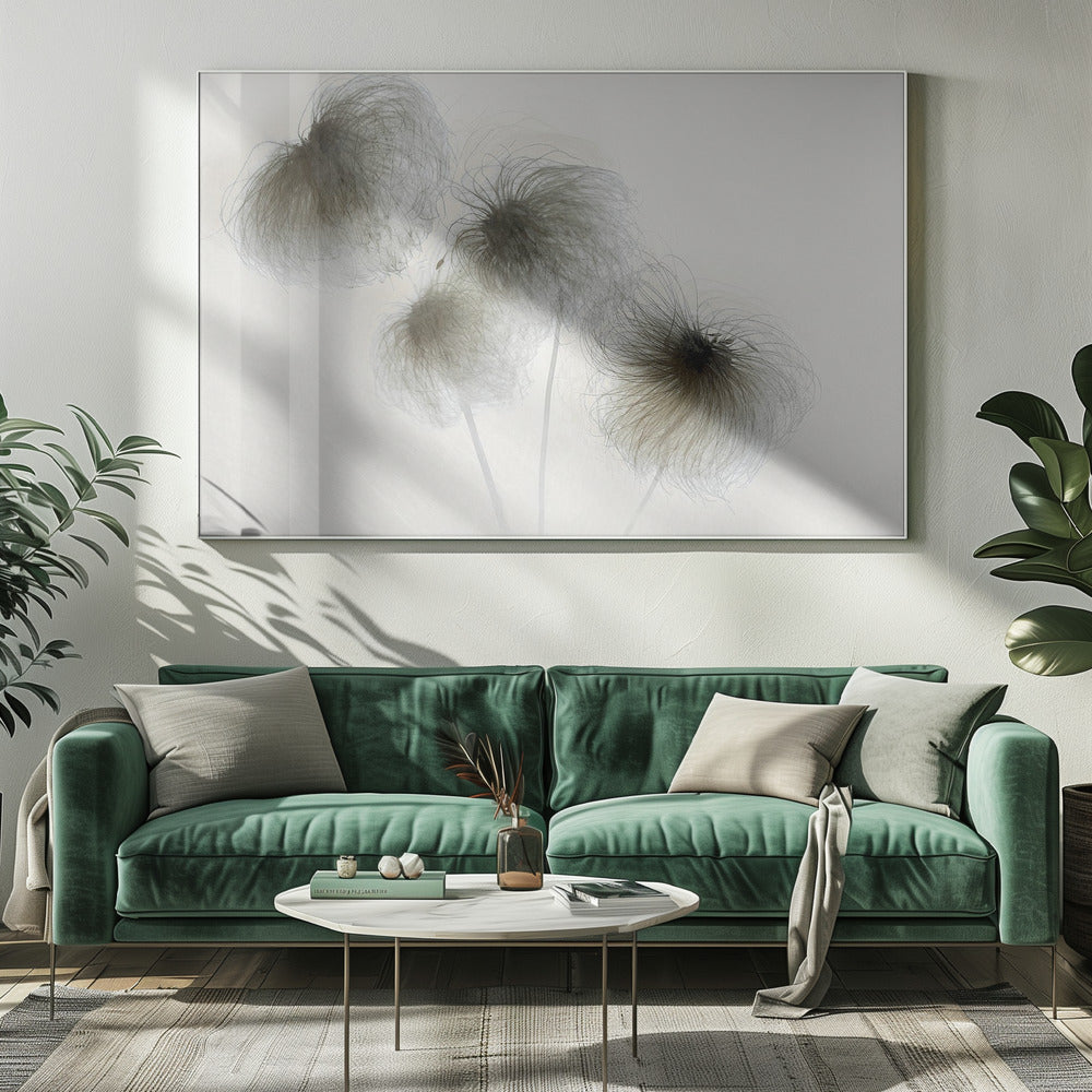 Clematis | Canvas