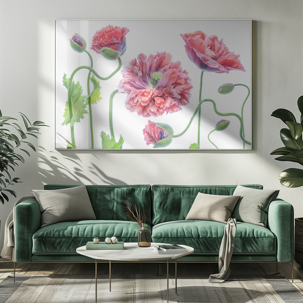 Fancy | Canvas