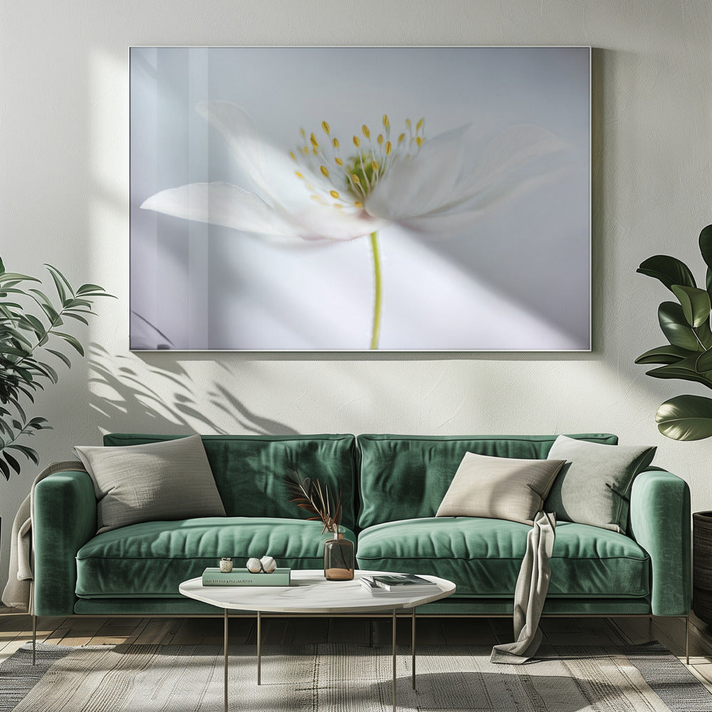 nemorosa | Canvas