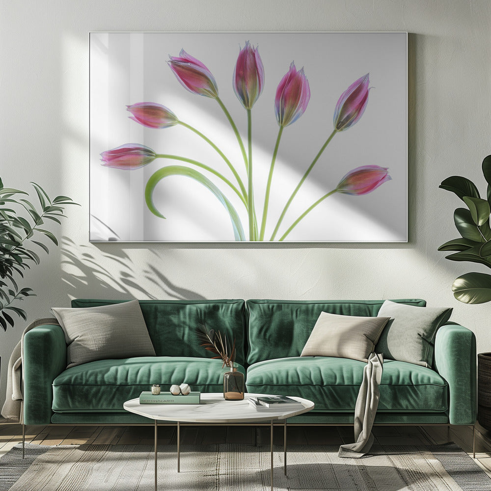 Tulp | Canvas