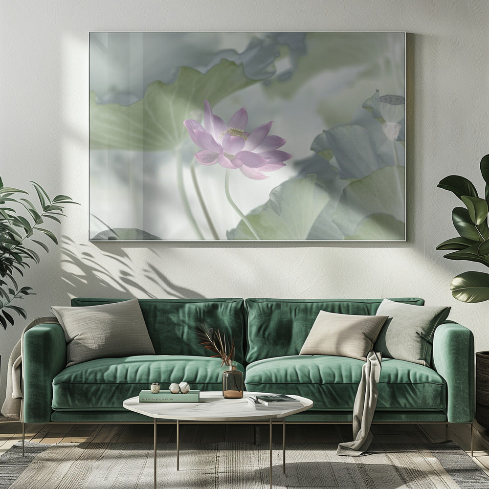 Lotus | Canvas