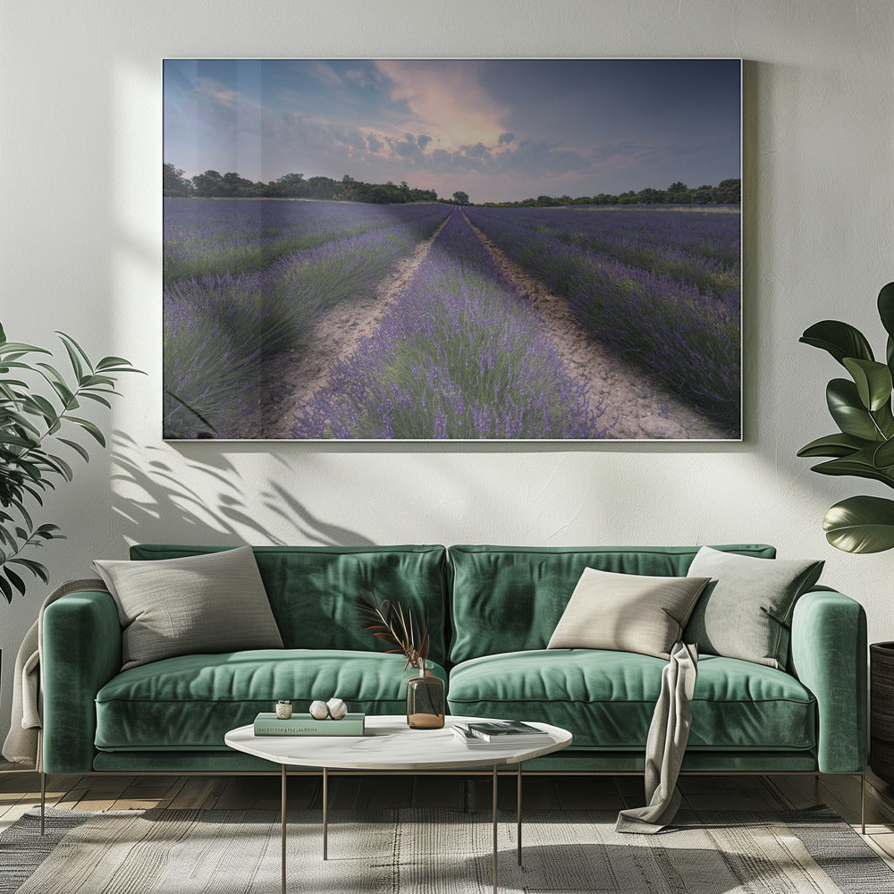 Blauwe Lavendel | Canvas