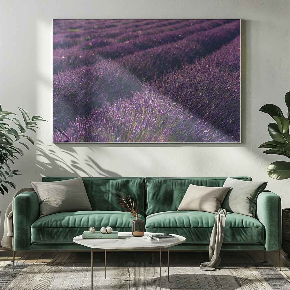Provence Lavendel | Canvas