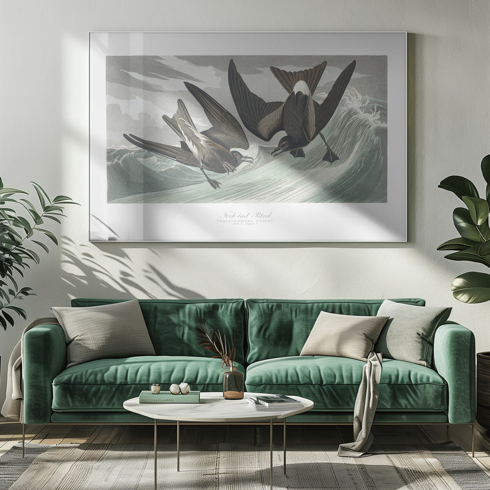 Vorkstaartstormvogel uit Birds of America (1827) | Canvas
