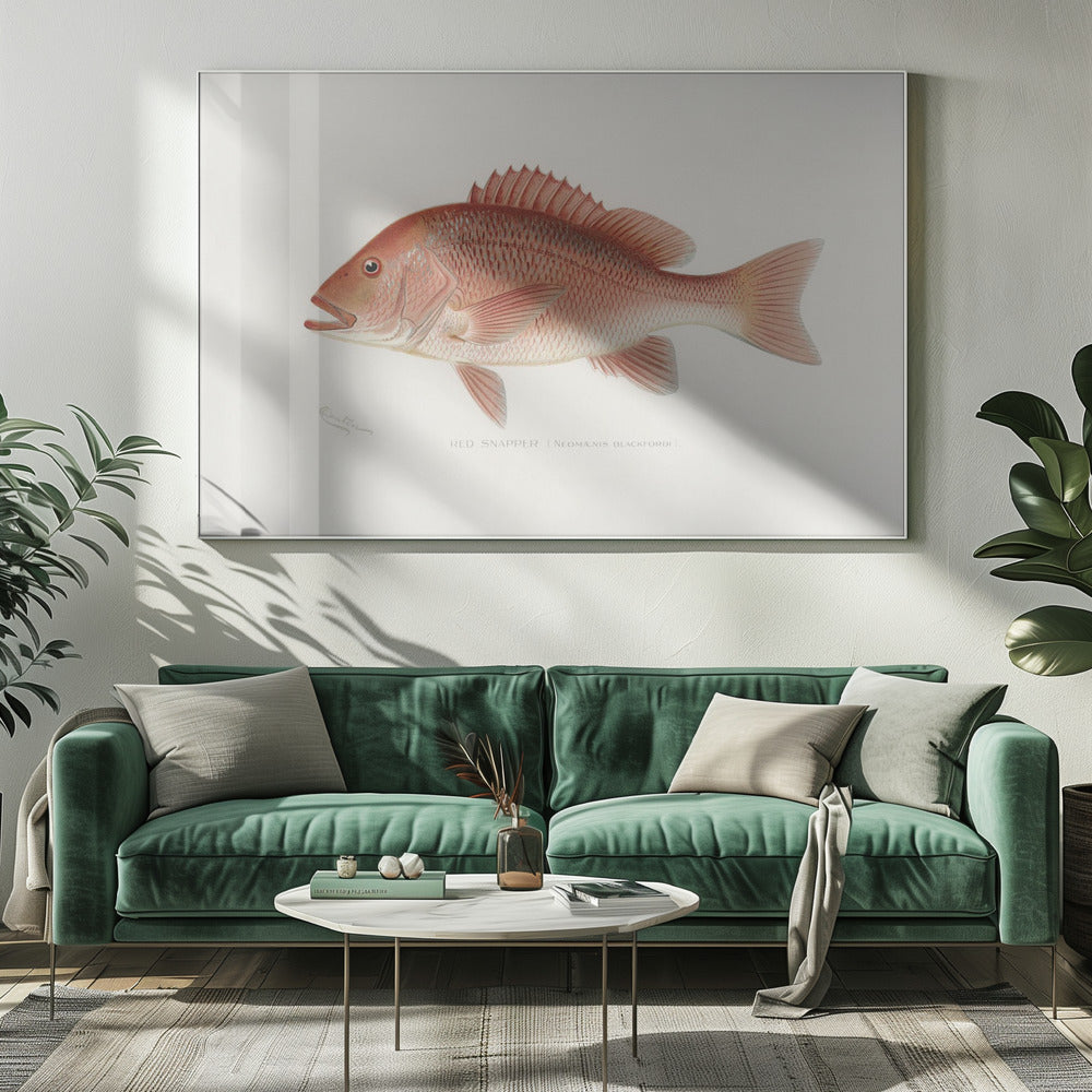 Rode Snapper | Canvas