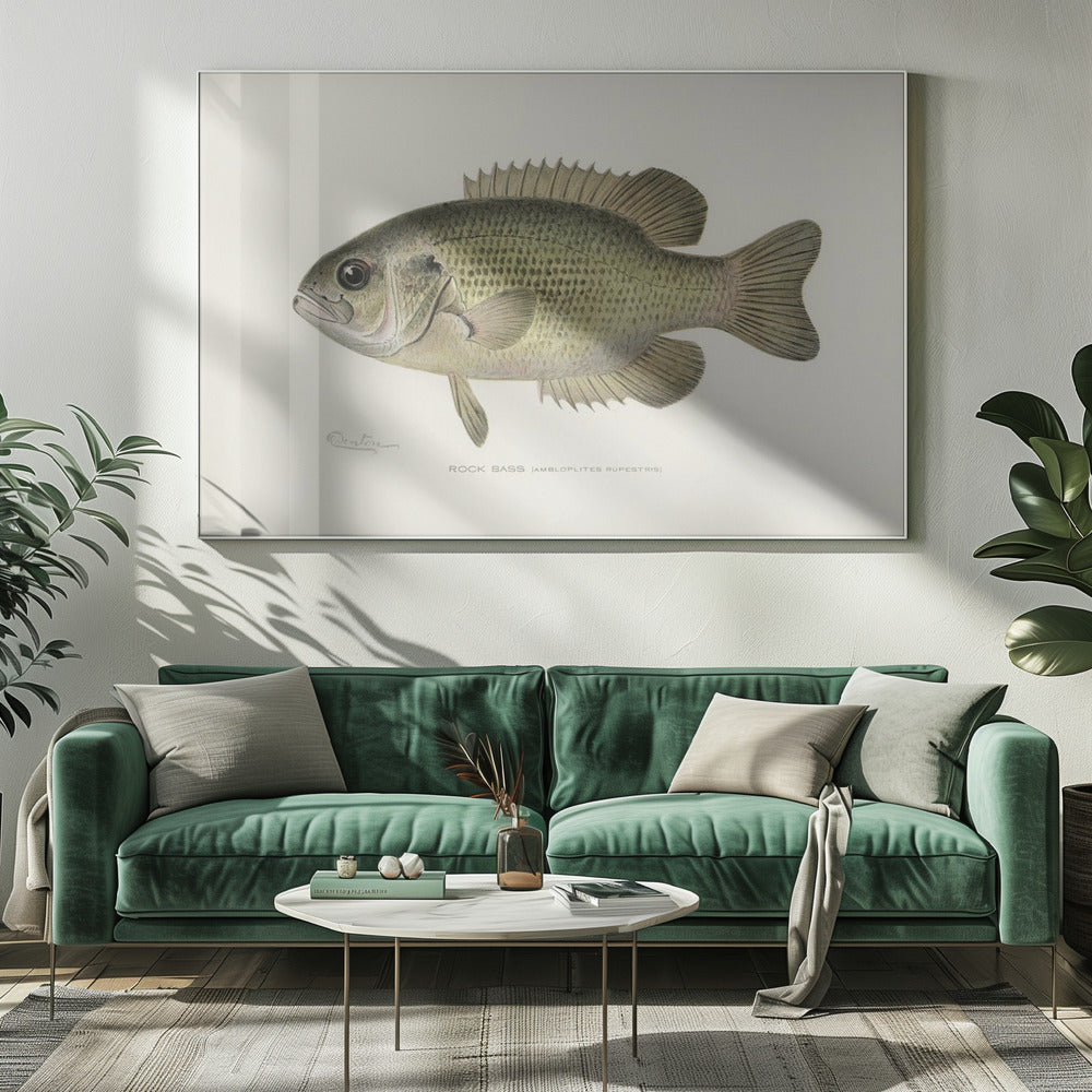 Rock Bass (ambloplites Rupestris) By Sherman F. Denton (1856 1937) | Canvas