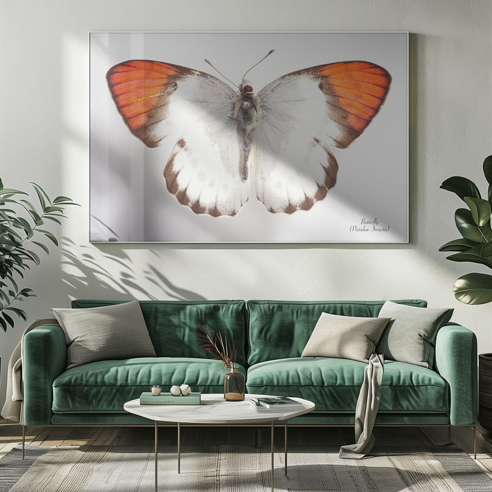 Vlinder - 3 | Canvas