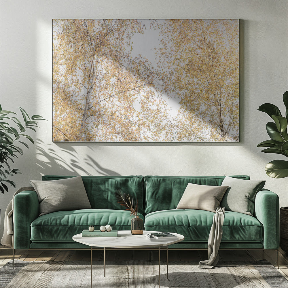 Berkenbomen | Canvas