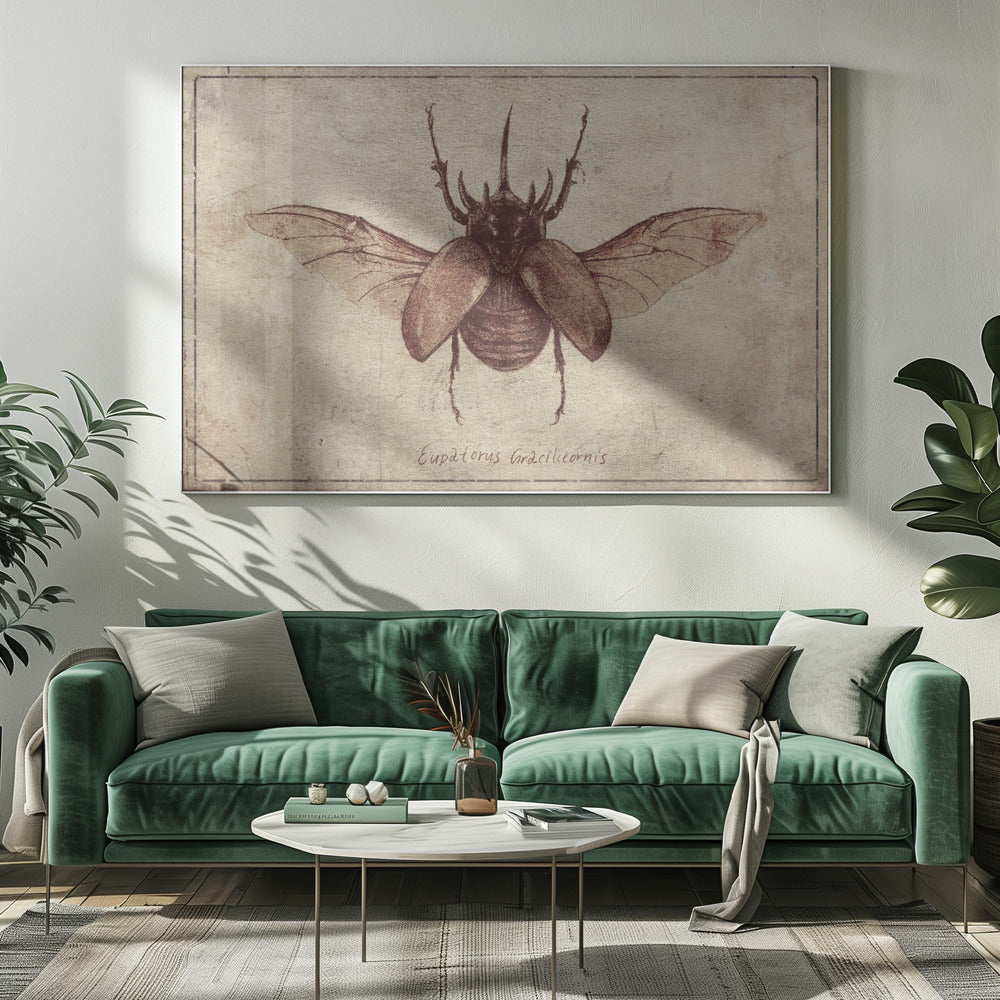 Eupatorus Gracilicornis Kopie | Canvas