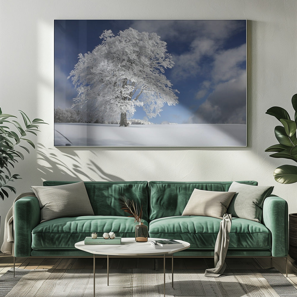 Witte Windbuche in het Zwarte Woud | Canvas