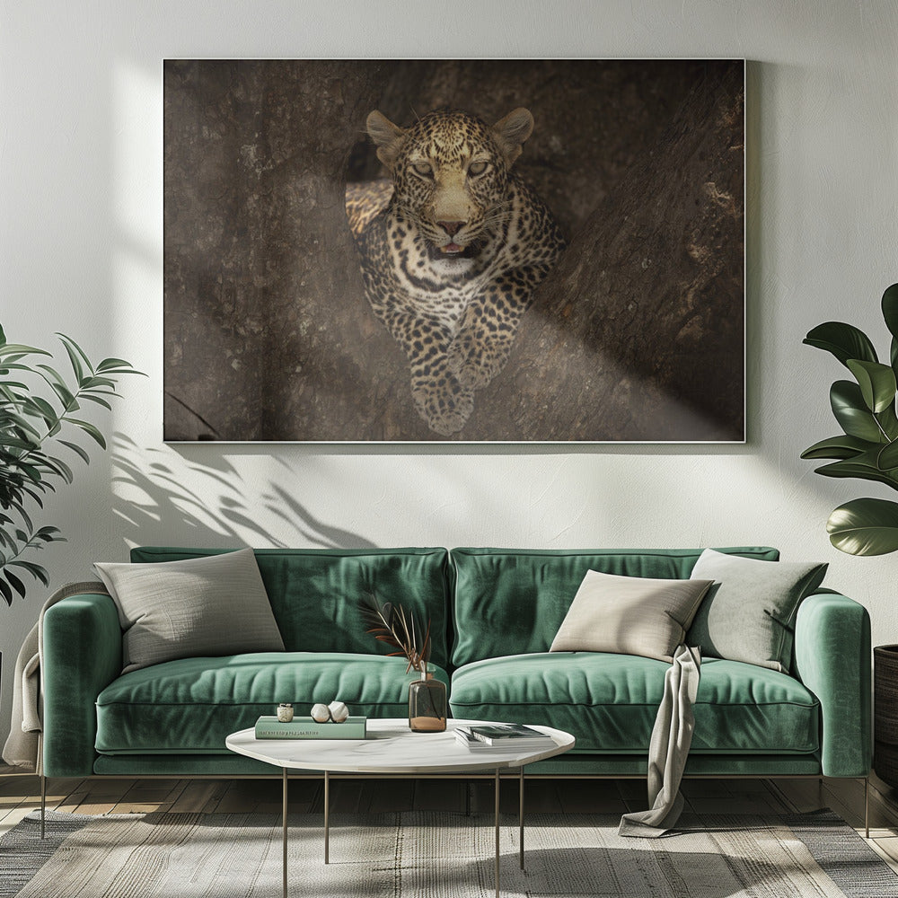 Luipaard rustend op een boom in de Masai Mara | Canvas