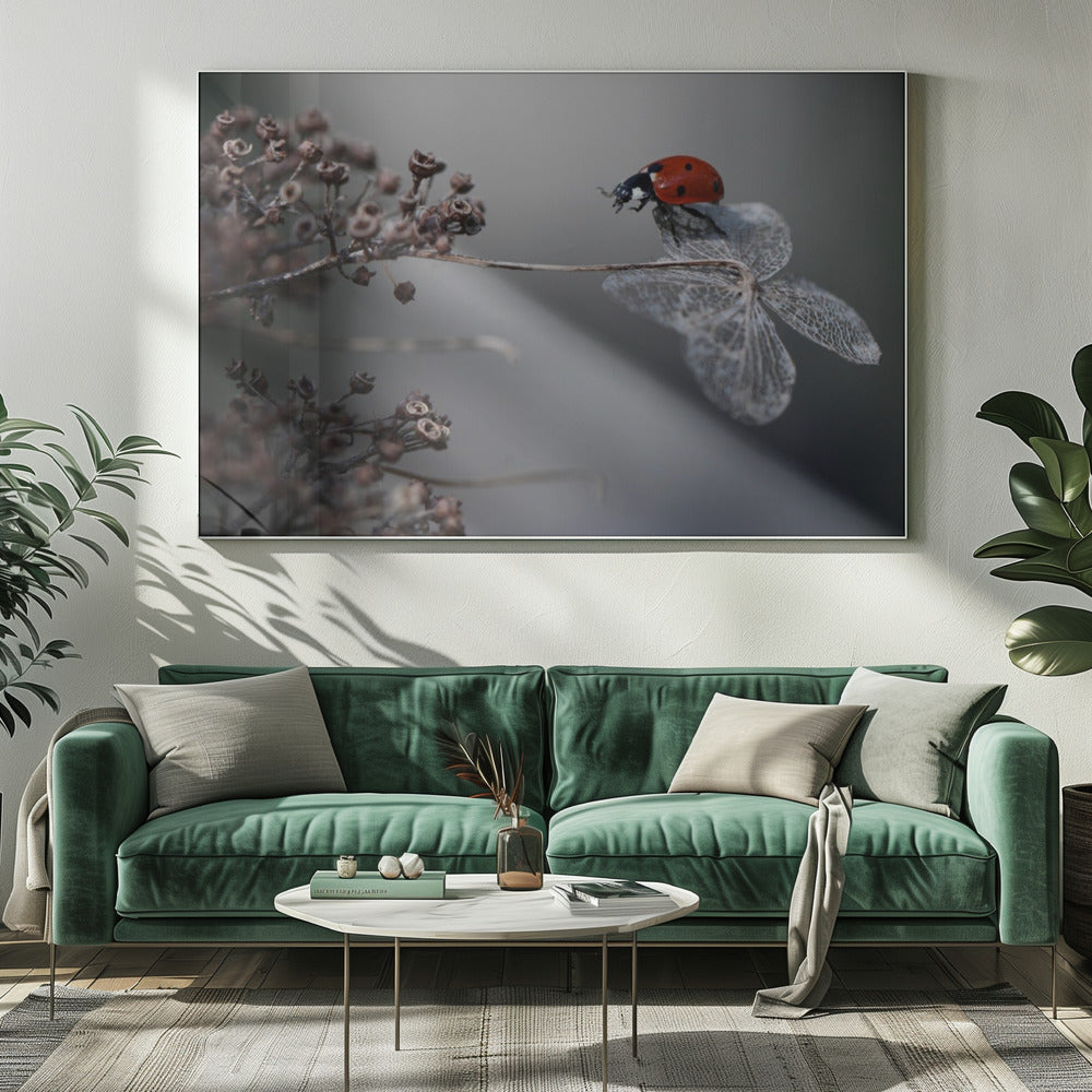 Lieveheersbeestje op hortensia. | Canvas
