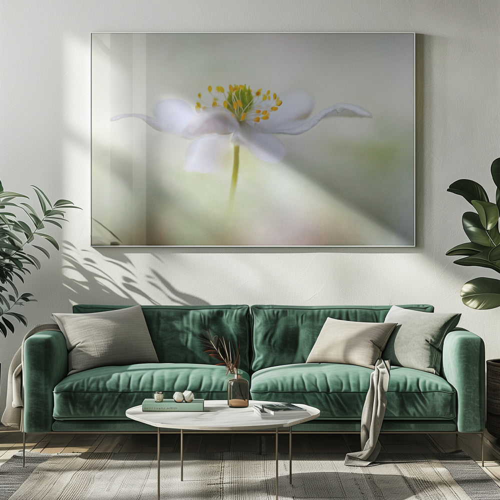 Nemorosa* | Canvas