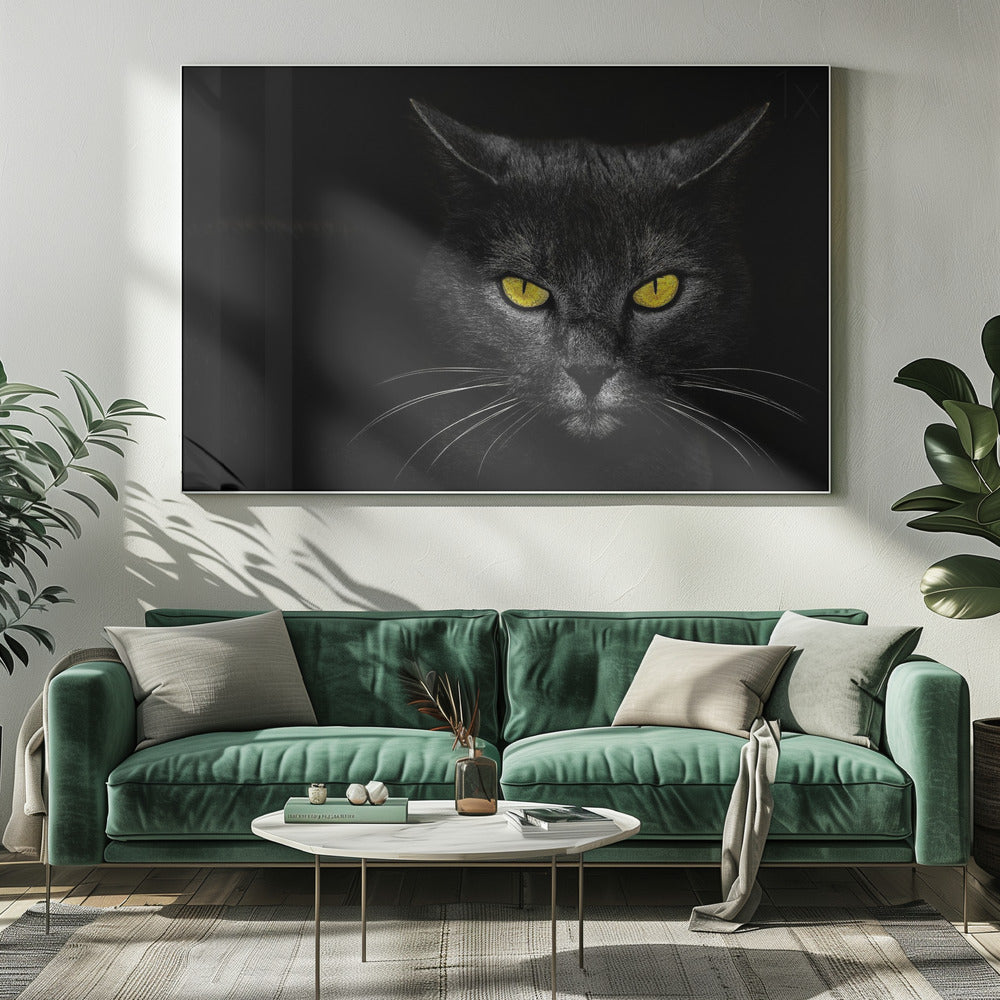 Zwarte kat | Canvas