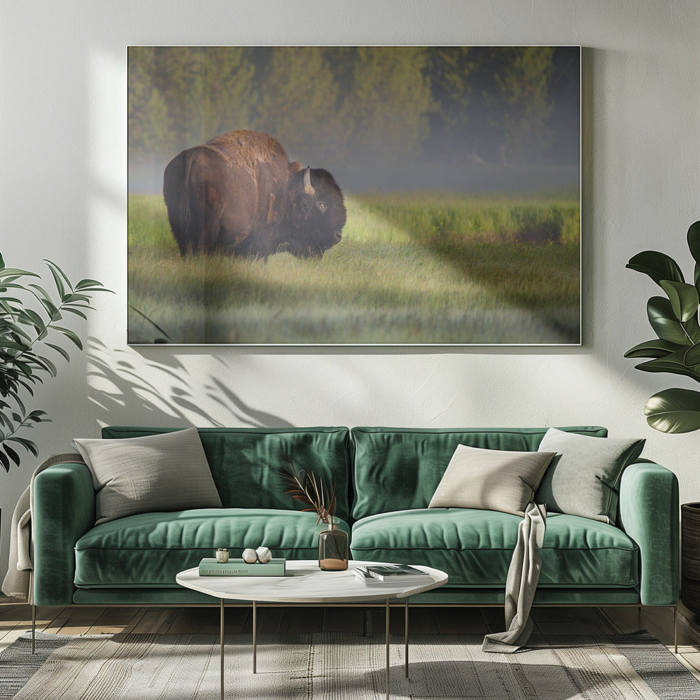 Bizon in ochtendlicht | Canvas